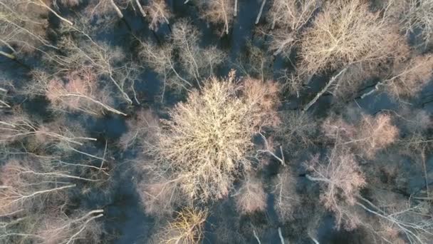 Дрон Літає Високо Над Раннім Весняним Лісом Водяним Потоком Видом — стокове відео