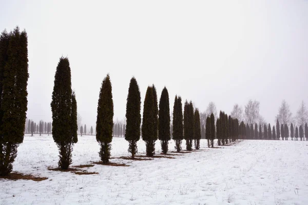 Thuja 植樹木線朝の霧 冬の風景の雪の上 — ストック写真