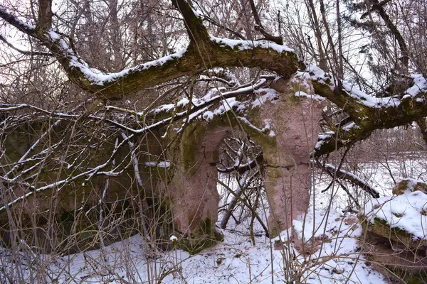 Rovine Casa Con Arco Inverno Vecchio Albero — Foto Stock