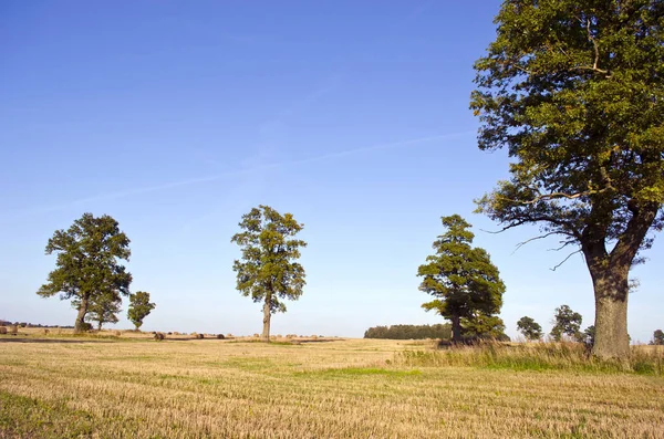 Harvested Wheat Field Autumn Oaks Group — Stock Photo, Image