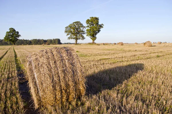 Урожай Пшеницы Соломенными Рулонами Осенью Дубовой Группой — стоковое фото