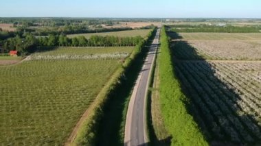 çiçek açması bahar elma ağacı Bahçesi ve kırsal road, panoramik havadan görünümü