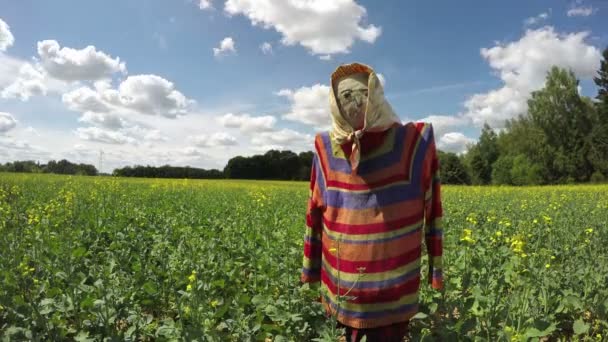 Decoratieve Eenzaam Scarecrow Koolzaad Veld Zomer Tijd Komen Vervallen — Stockvideo