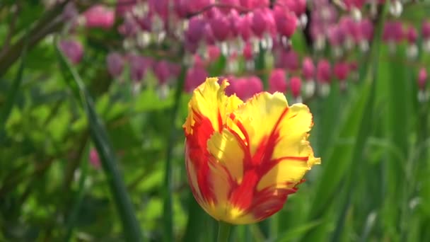 Szép Tavaszi Tulipán Virágok Háttér — Stock videók