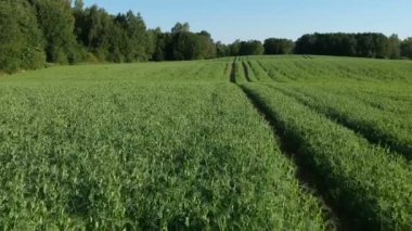 Avrupa tavşan tavşan europeus sabah taze genç yeşil bezelye alanında, dron üzerinden hava görünüm