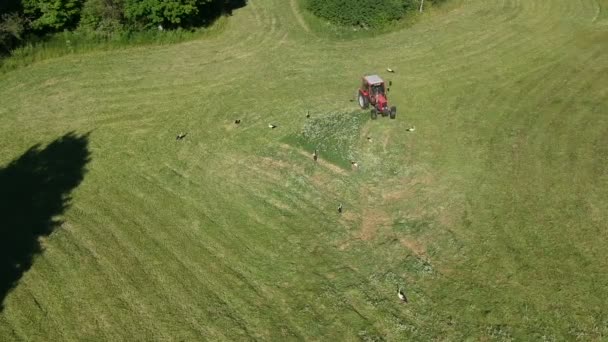 Röd Jordbrukstraktor Klippa Gräs Äng Och Många Vita Storkar Ciconia — Stockvideo