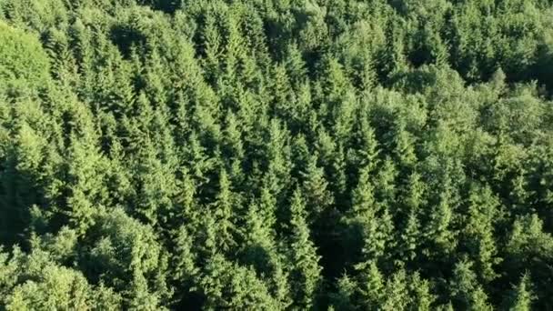 Verão Abeto Floresta Abstrato Fundo Drone Movimento Aéreo — Vídeo de Stock