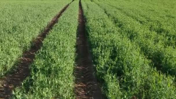 Fresh Green Pea Field Tractor Tracks Summer Drone Aerial — Stock Video