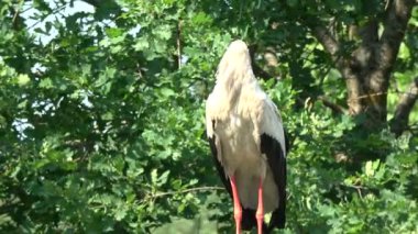 Yalnız beyaz leylek yuvasına clattering gevezelik Ciconia