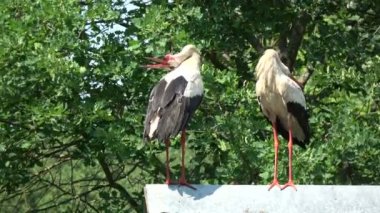 Leylek Ciconia geveze ahır eski çatıda ne çift beyaz