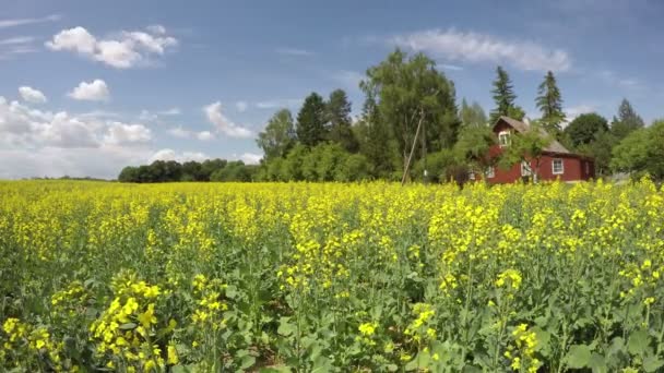 菜種フィールドと夏雲の動き 時間の経過 — ストック動画