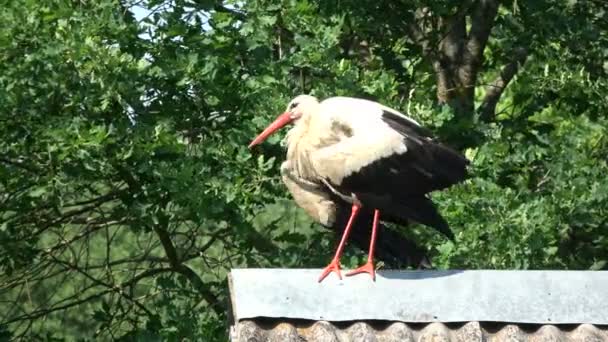Pair White Storks Ciconia Ciconia Chattering Clattering Farm Barn Old — 图库视频影像