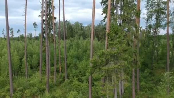 Drone fly up height in summer forest near old pine tree group, vue aérienne 