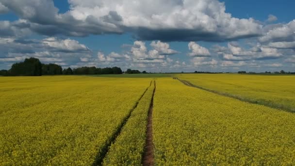 Mouche de drone au-dessus des champs de colza en fleurs d'été, vue aérienne 