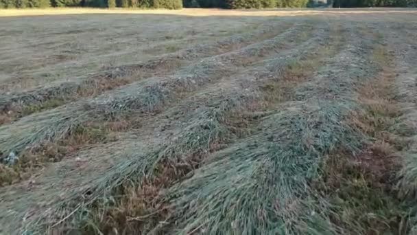 Secado Líneas Heno Hierba Verano Vista Aérea — Vídeos de Stock