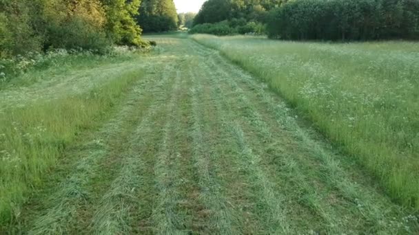 Linee Fieno Erba Appena Falciata Mattino Sul Campo Vista Aerea — Video Stock