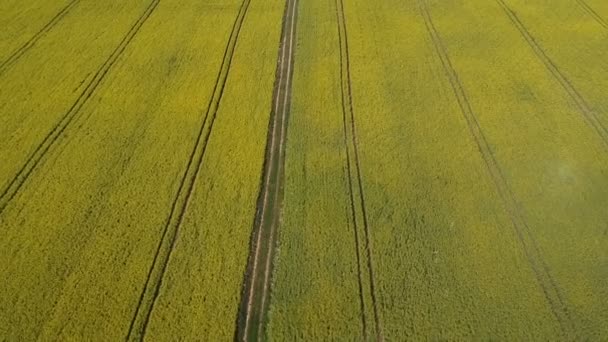 Blossoming Summer Farmland Rapeseed Field Tractor Tracks Rural Road Aerial — Stock Video
