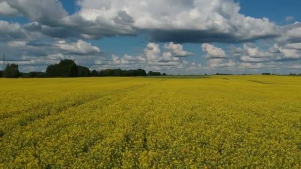 Beautiful Cloudy Farmland Rapeseed Fields Summer Time Aerial View — Stock Video