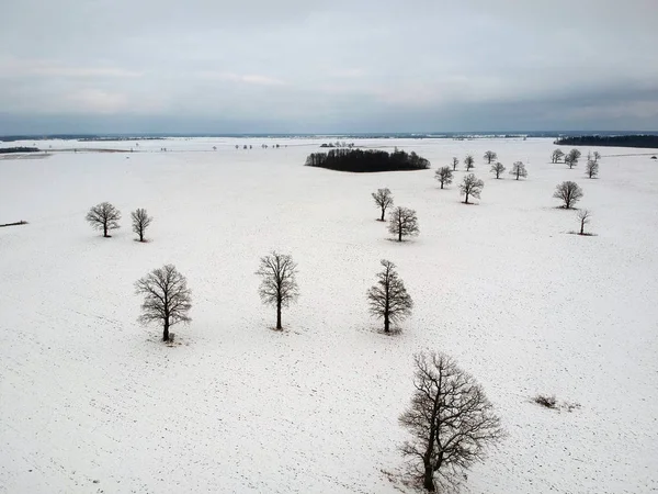 Campo Inverno Com Muitos Carvalhos Solitários Grupo Vista Aérea — Fotografia de Stock