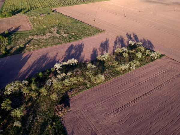 Blühender Frühling Apfelbaumgarten Und Gepflügte Felder Luftaufnahme — Stockfoto