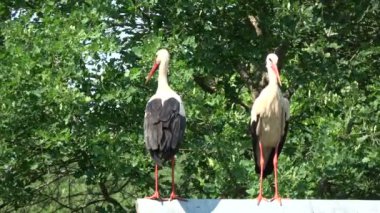 Grupta iki beyaz leylek Ciconia Kuveyt'i ahır çatı