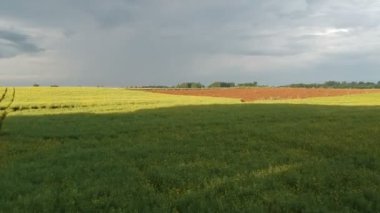İnsansız hava aracı yaz mevsiminde tarlaların üzerinde uçar kolza tohumu tarlaları ve sabah taze saban, hava manzarası
