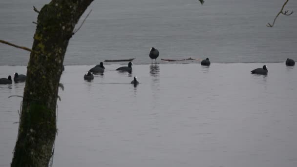 Eurasian Galeirão Fulica Atra Grupo Primavera Água Lago Gelo — Vídeo de Stock