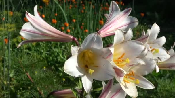 Lilienblüten Und Blüten Fliegen Syrphidae Sommergarten — Stockvideo