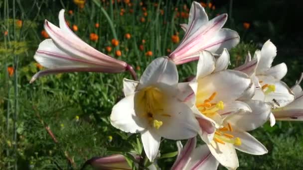 Lily blossoms and flowers flies Syrphidae  in summer garden