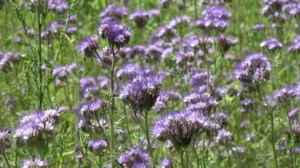 Phacelia Flowers Phacelia Tanacetifolia Bees Καλοκαίρι — Αρχείο Βίντεο