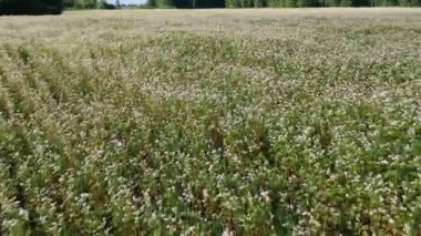 çiçek açması buğday alanında yaz saati, havadan görünümü