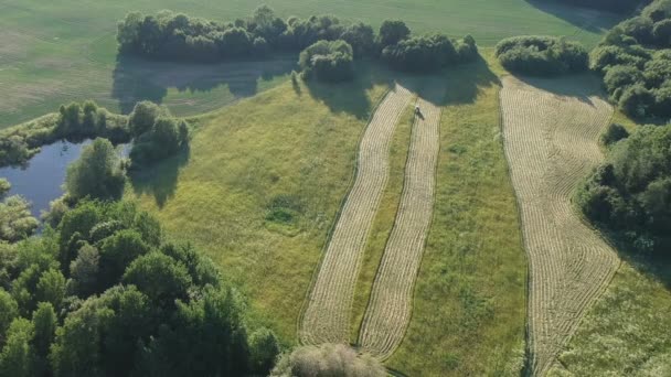 Landwirtschaft Alter Traktor Mähte Heugras Auf Hochsommerwiese Teichnähe Luftaufnahme — Stockvideo