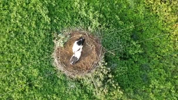 Két Fehér Gólya Ciconia Fiatal Madarak Fészket Villamosenergia Pólus Légifelvételek — Stock videók