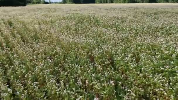 Blommande Bovete Fältet Sommaren Flygfoto — Stockvideo