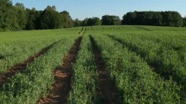 Çekici izli yeşil bezelye tarlası, hava manzaralı.