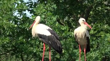 İki beyaz leylek Ciconia çiftlikte ahır çatıda dinlenme