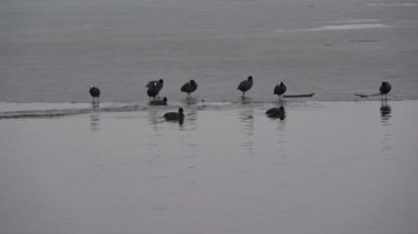 Avrasya sakarmeke Fulica atra grubunda bahar Gölü su ve buz