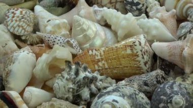 Arka plan dönen çeşitli deniz kabuğu toplama