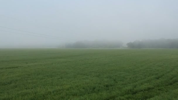 Misty Manhã Cedo Amadurecendo Campos Colza Vista Aérea — Vídeo de Stock