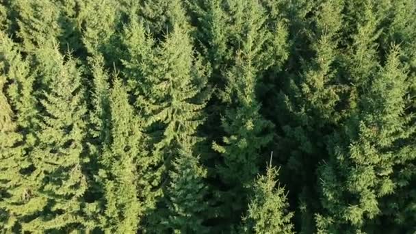 Coniferous Wood Fir Forest Background Drone Aerial View — Stock Video
