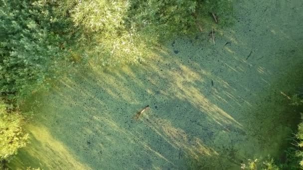 Drone Latać Nad Zielonym Latem Krajobraz Bagna Wodą Peeling Widok — Wideo stockowe