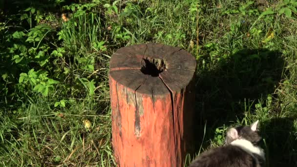 Domestic Cat Playing Old Decorative Tree Trunk Summer Garden — Stock Video