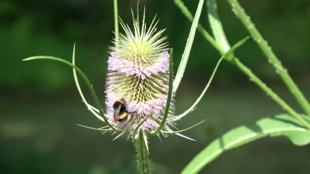 Bumblebee Florescer Bule Selvagem Dipsacus Fullonum Planta — Vídeo de Stock