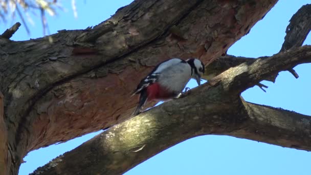 大斑点啄木鸟平底锅船体松树锥在树上 — 图库视频影像