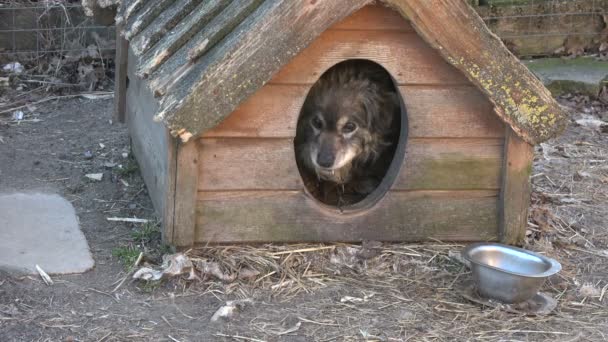 Alter Einsamer Hund Hundehaus — Stockvideo