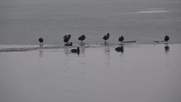 Eurasian Galeirão Fulica Atra Grupo Primavera Água Lago Gelo — Vídeo de Stock