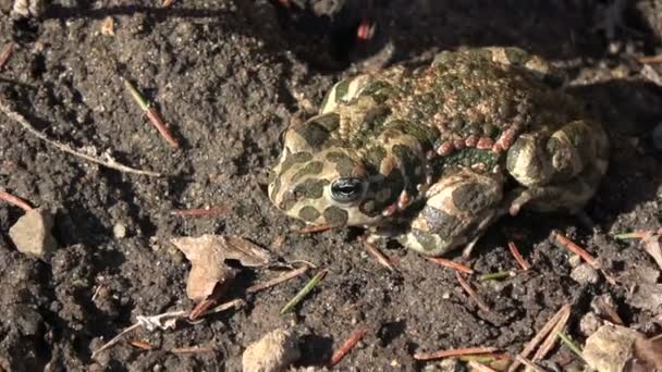 Zöld Varangy Bufo Viridis Közelében Hepatica Virágok Tavasszal — Stock videók