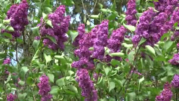 Fundo Lilás Florescente Vento Primavera — Vídeo de Stock