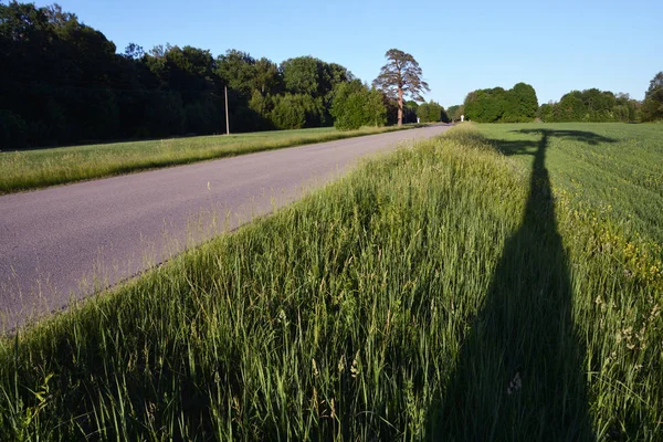 Sommartid Läge Landet Asfalt Road Och Kväll Träd Skugga Gräs — Stockfoto