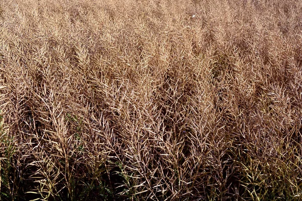 Ripe rapeseed field in summer end
